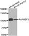 Rap Guanine Nucleotide Exchange Factor 3 antibody, A2199, ABclonal Technology, Western Blot image 