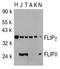 CASP8 And FADD Like Apoptosis Regulator antibody, LS-B3187, Lifespan Biosciences, Western Blot image 