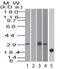 Bone Marrow Stromal Cell Antigen 2 antibody, PA5-23505, Invitrogen Antibodies, Western Blot image 