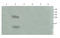 C-X-C Motif Chemokine Ligand 12 antibody, orb11353, Biorbyt, Western Blot image 