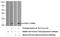 Tachykinin Precursor 1 antibody, 13839-1-AP, Proteintech Group, Western Blot image 