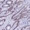 KLF14 antibody, HPA044729, Atlas Antibodies, Immunohistochemistry paraffin image 