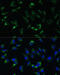 Ubiquitin Specific Peptidase 46 antibody, 18-142, ProSci, Immunofluorescence image 