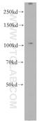 Protocadherin Alpha 3 antibody, 18803-1-AP, Proteintech Group, Western Blot image 