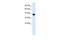 Transcription Factor AP-4 antibody, PA5-40720, Invitrogen Antibodies, Western Blot image 