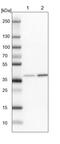 Ankyrin Repeat And SOCS Box Containing 11 antibody, NBP1-85020, Novus Biologicals, Western Blot image 