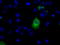 Lipase G, Endothelial Type antibody, TA501017, Origene, Immunofluorescence image 