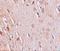 Protein Wiz antibody, GTX17094, GeneTex, Immunohistochemistry paraffin image 