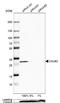 Calbindin 2 antibody, NBP1-88221, Novus Biologicals, Western Blot image 
