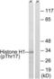 H1 Histone Family Member 0 antibody, LS-C199059, Lifespan Biosciences, Western Blot image 