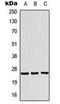 Translin antibody, orb224037, Biorbyt, Western Blot image 