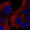 TRNA-YW Synthesizing Protein 5 antibody, PA5-65020, Invitrogen Antibodies, Immunofluorescence image 
