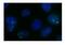 Non-POU Domain Containing Octamer Binding antibody, 29-404, ProSci, Enzyme Linked Immunosorbent Assay image 