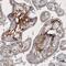 CD142 antibody, NBP2-61641, Novus Biologicals, Immunohistochemistry frozen image 