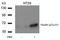 Paxillin antibody, 79-470, ProSci, Western Blot image 
