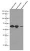 SMAD Family Member 3 antibody, 66516-1-Ig, Proteintech Group, Western Blot image 