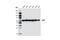Stress Induced Phosphoprotein 1 antibody, 5670S, Cell Signaling Technology, Western Blot image 