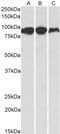 Aconitase 2 antibody, LS-B8320, Lifespan Biosciences, Western Blot image 