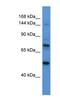 Astrotactin 2 antibody, NBP1-59195, Novus Biologicals, Western Blot image 