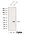 Elastase, Neutrophil Expressed antibody, GTX03640, GeneTex, Western Blot image 