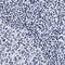 Integrin Subunit Alpha 2b antibody, NBP1-84582, Novus Biologicals, Immunohistochemistry paraffin image 