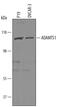 ADAM Metallopeptidase With Thrombospondin Type 1 Motif 1 antibody, PA5-47790, Invitrogen Antibodies, Western Blot image 