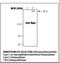 Alpha-2-Macroglobulin antibody, LS-C61991, Lifespan Biosciences, Western Blot image 