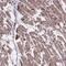 C15orf65 antibody, PA5-64314, Invitrogen Antibodies, Immunohistochemistry frozen image 