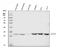 CD70 Molecule antibody, A02853-2, Boster Biological Technology, Western Blot image 