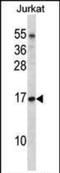 Elongin C antibody, MBS644796, MyBioSource, Western Blot image 