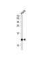 Beta-2-Microglobulin antibody, abx031699, Abbexa, Western Blot image 