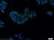 Transforming Growth Factor Beta 2 antibody, 19999-1-AP, Proteintech Group, Immunofluorescence image 