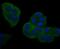 Nuclear Factor Kappa B Subunit 2 antibody, NBP2-66977, Novus Biologicals, Immunocytochemistry image 