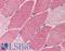 TSC Complex Subunit 1 antibody, LS-B612, Lifespan Biosciences, Immunohistochemistry frozen image 