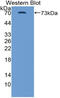 Inhibin Subunit Beta B antibody, abx131208, Abbexa, Western Blot image 