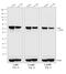 Mouse IgG2a antibody, A-10685, Invitrogen Antibodies, Western Blot image 