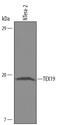 Testis-expressed sequence 19 protein antibody, PA5-48099, Invitrogen Antibodies, Western Blot image 