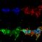 Mitofusin 2 antibody, 56557, QED Bioscience, Immunocytochemistry image 