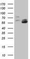 Matrix metalloproteinase-3 antibody, CF806871, Origene, Western Blot image 