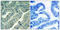 SRC-1 antibody, LS-C117477, Lifespan Biosciences, Immunohistochemistry paraffin image 