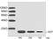 KIT Ligand antibody, LS-C203017, Lifespan Biosciences, Western Blot image 