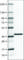 Syntaxin 7 antibody, AMAb90616, Atlas Antibodies, Western Blot image 