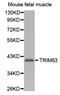 Tripartite Motif Containing 63 antibody, A02016, Boster Biological Technology, Western Blot image 