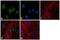 H3 Histone Family Member 3B antibody, PA5-22388, Invitrogen Antibodies, Immunofluorescence image 