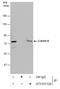 Lamin A/C antibody, GTX101126, GeneTex, Immunoprecipitation image 