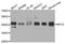 Replication Factor C Subunit 3 antibody, abx002996, Abbexa, Western Blot image 