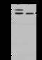 NUAK family SNF1-like kinase 2 antibody, 203813-T32, Sino Biological, Western Blot image 