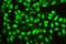 RAN, Member RAS Oncogene Family antibody, M00204-1, Boster Biological Technology, Immunofluorescence image 