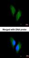 Protein S antibody, orb74061, Biorbyt, Immunofluorescence image 