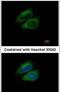 Cold Shock Domain Containing E1 antibody, PA5-22394, Invitrogen Antibodies, Immunofluorescence image 